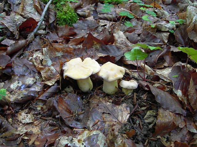 I  Funghi  della  faggeta  calcarea
